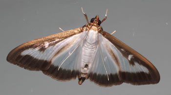 Papillon de la pyrale du buis - Cydalima perspectalis